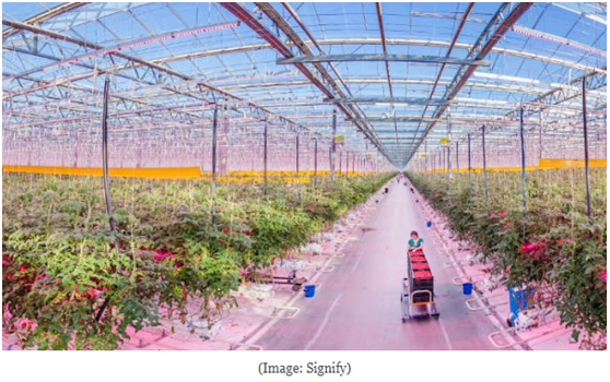 Signify的LED园艺照明产品